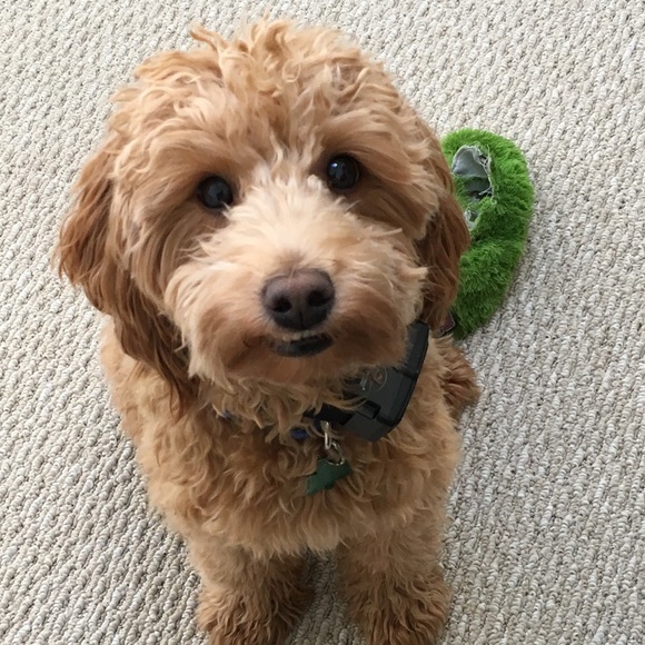 Meet your Posher, Kelly - Picture 1 of 1